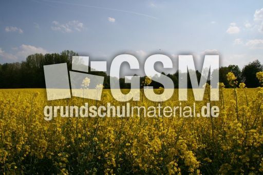 Rapsfeld_3046.jpg